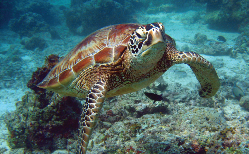 turtle up close