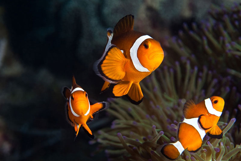 nemo fish at redang island