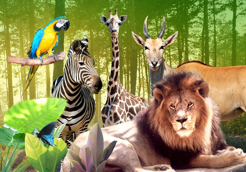 A Famosa Safari Wonderland 