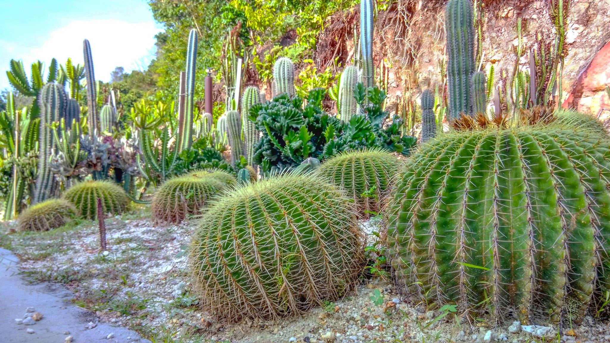 Rawa Island Resort Cactus Garden