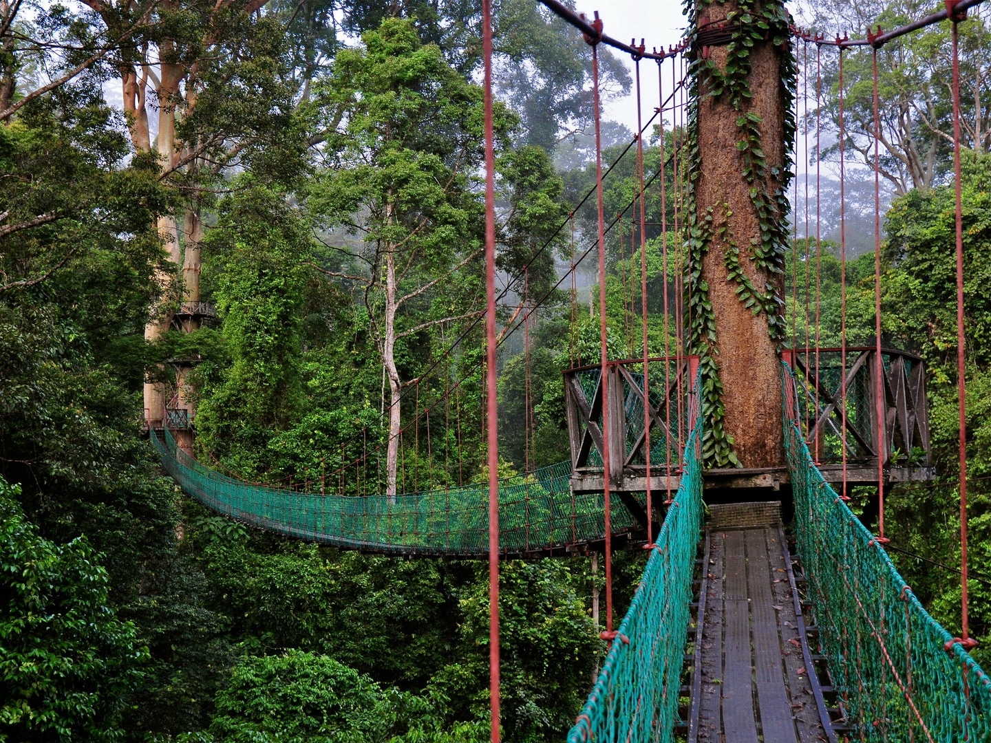 Sabah Tour Canopy Walkway