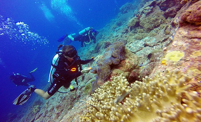 Tenggol Coral Beach Resort Diving