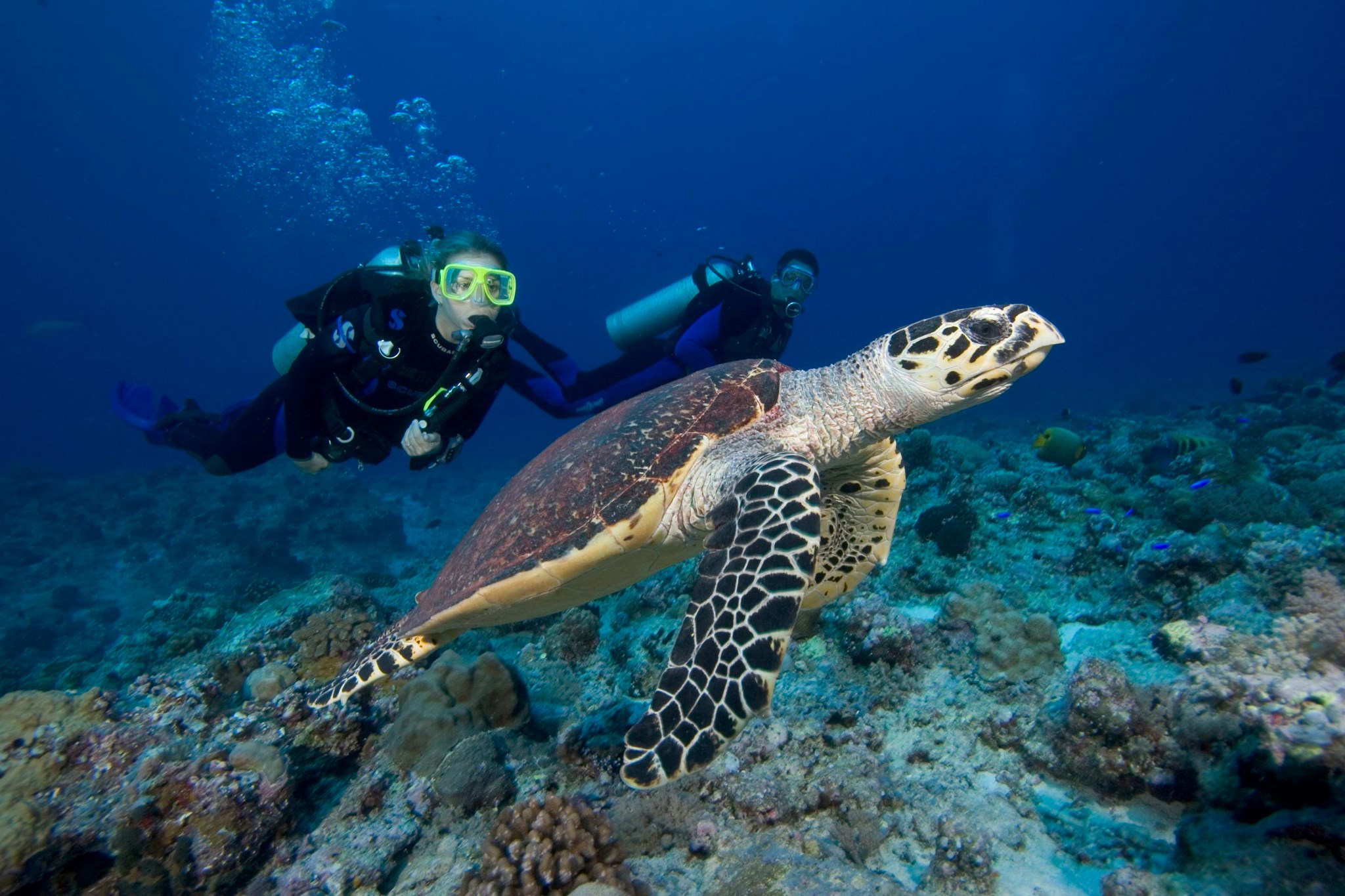 Gemia Island Resort Diving