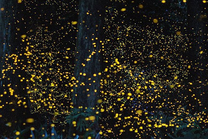 Sabah Tour Fireflies