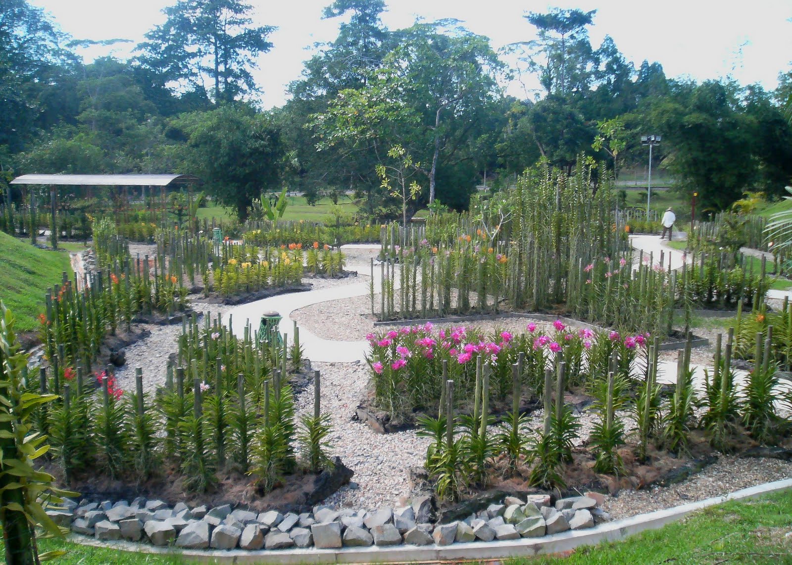 Sarawak Tour Orchid Garden