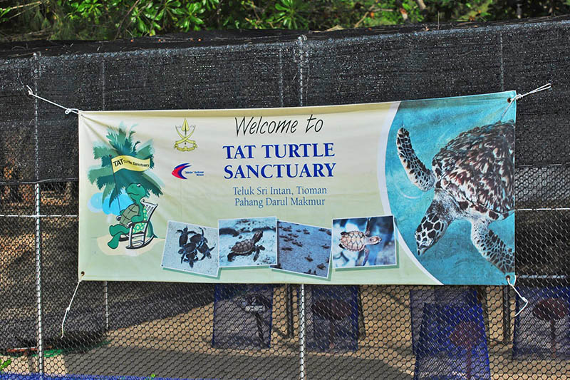 1151 Coconut Grove TAT Turtle Sanctuary