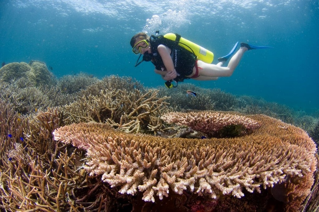 Pom Pom Island Resort Diving