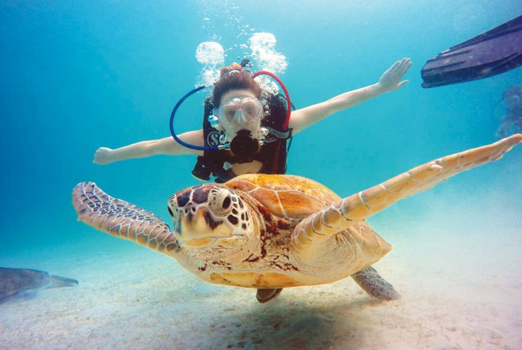 perhentian turtle 