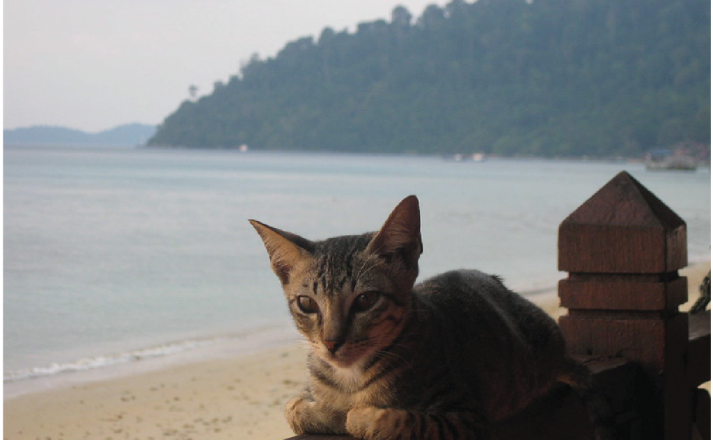 a cat by the beach at Pulau Tioman