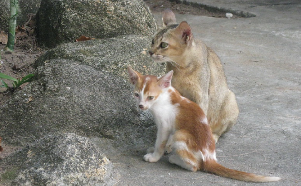 two cats sitting by a rock