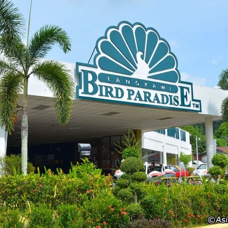 Bird Paradise