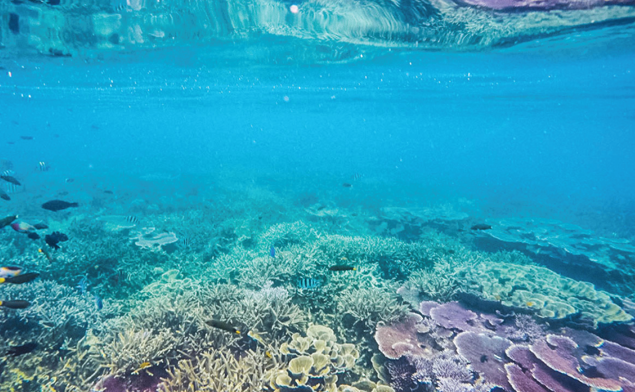 tioman island renggies island coral