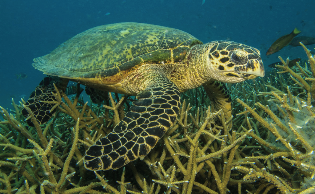 tioman island turtle snorkelling activities 