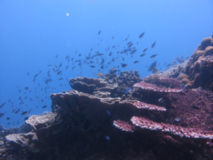 Snorkeling