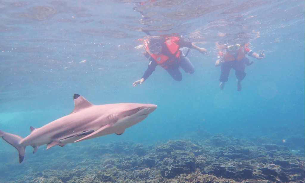 perhentian attractions shark point