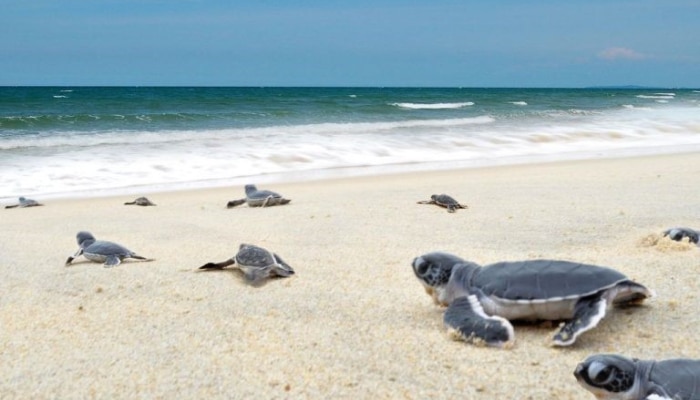 Turtle beach perhentian beaches