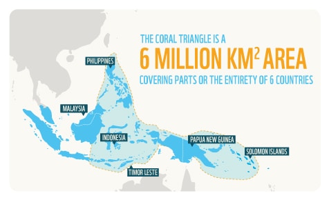 coral triangle wwf infographic