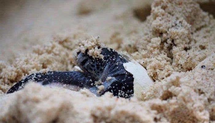 turtle hatchling lang tengah turtle watch