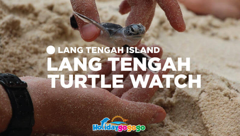 lang tengah turtle watch 