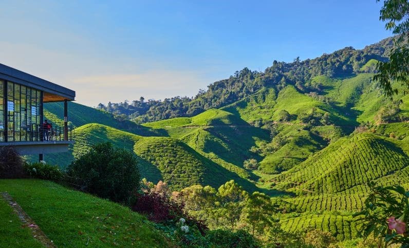 Boh Tea Estate Cameron Highlands