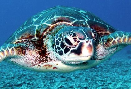turtle
