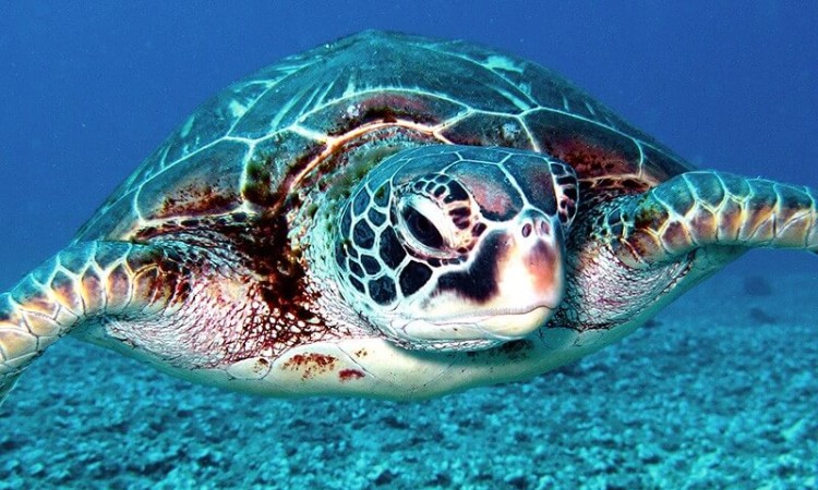 turtle