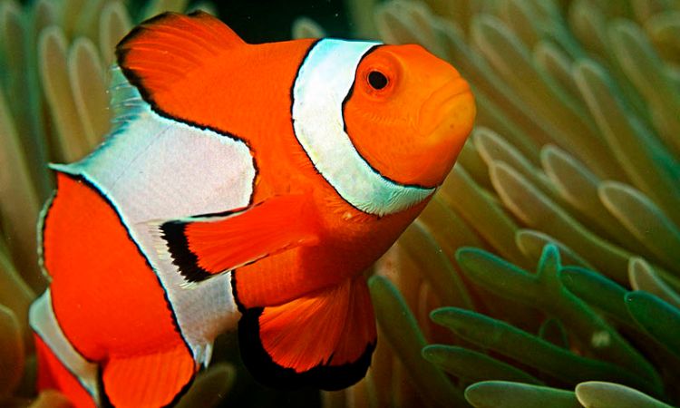 clownfish pulau besar