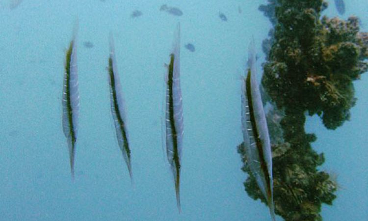 razerfish snorkelling at pulau besar