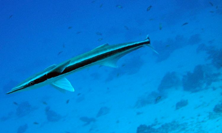 Remora snorkelling at pulau besar