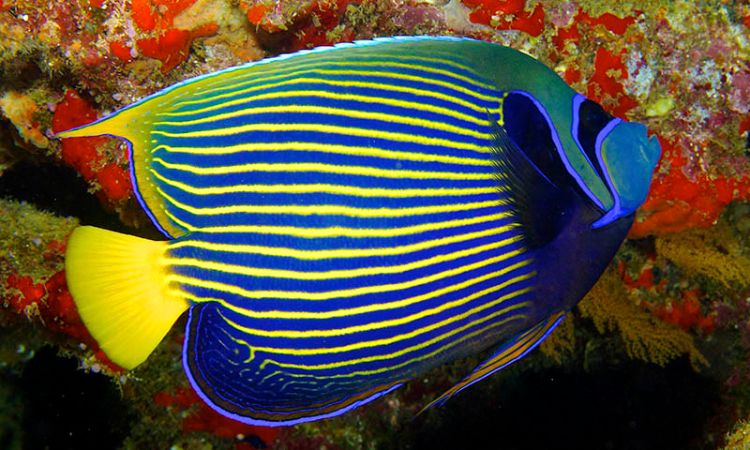 Angelfish pulau besar snorkelling