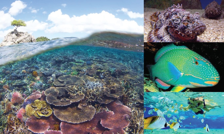 marine-life-snorkelling-at-pulau-besar