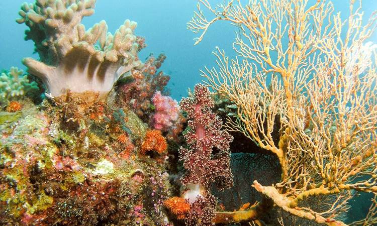 Captivating soft and hard corals in Salang, Tioman