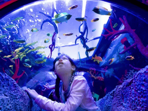 Legoland Aquarium