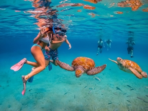 Snorkeling Turtles