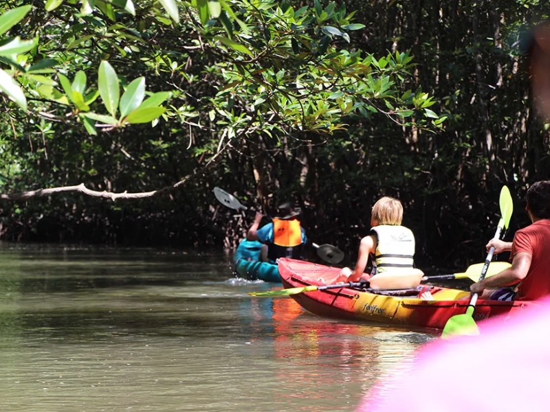 Kayaking through Mangrove