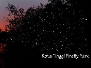 Kota Tinggi Firefly Park