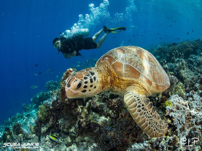 Mabul Beach Resort - Diving 