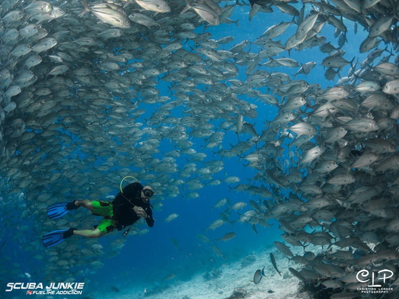 Mabul Beach Resort - Plenty More Fish In The Sea
