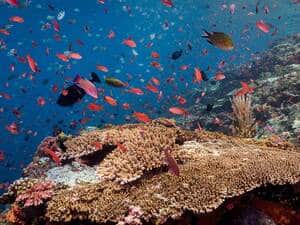 Mabul Beach Resort - Fish