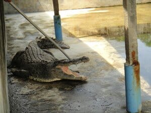 Teluk Sengat Crocodile Farm