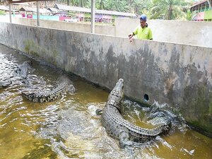 Teluk Sengat Crocodile Farm