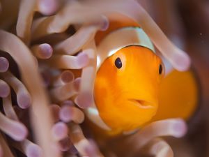 fish 