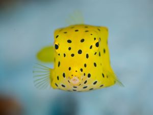 fish