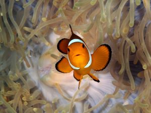 Koh Lipe Ananya Resort Nemo