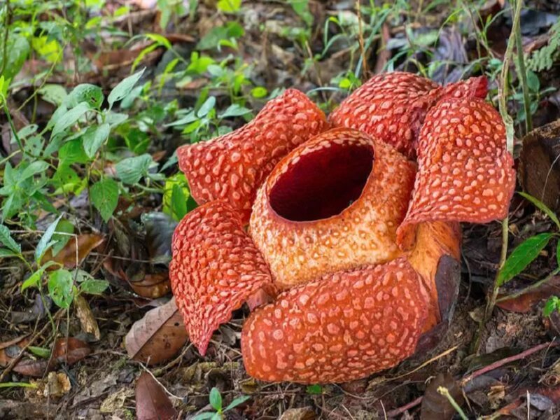 rafflesia