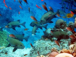 scuba diving