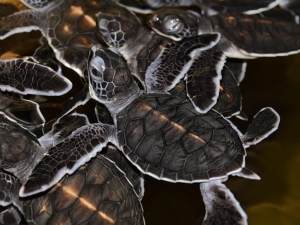 turtle hatchery