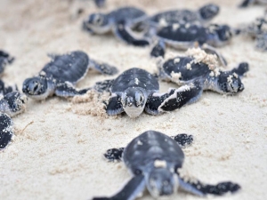 turtle hatchery