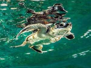 turtle island