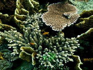 underwwater